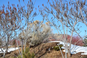 Manky rabbitbrush