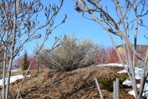 Tidy Rabbitbrush