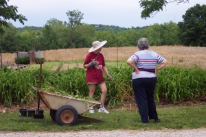 Digging daylilies at Aunt Judy's.