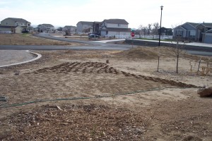 New daylily bed, 2006. (The strip of disturbed ground to the left of the dirt berm in the front by the road) All the darker bumps are the holes for the 1000 crocus that I planted before the lawn was seeded. The amount of water it takes to grow a freshly seeded lawn, will rot your bulbs. FYI