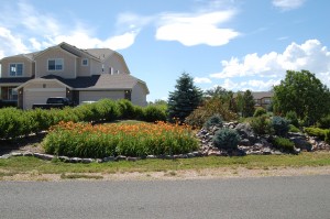 Daylily bed, 2014