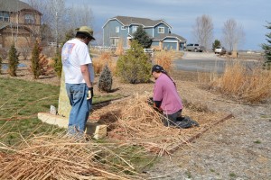 Archer and Lupin trimming back the pampas grass