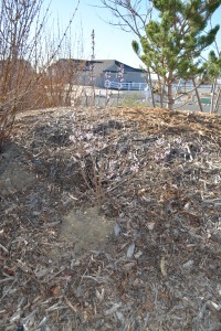 Pink forsythia