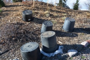 Chopin Crown Imperials covered with black pots to protect against spring freeze