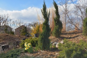 First daffodils, south berm