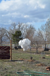 Apricot Tree, wrapped against spring freeze