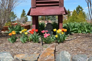 Spring mixed tulips in front of the old barn coupla. Baby likes them.