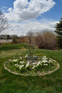 White tulips under the new baby Serviceberry tree