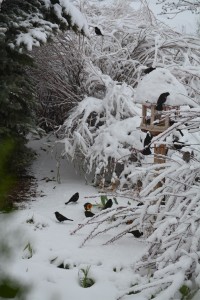 The birds always enjoy our feeder