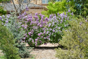 North side Lavender Hedge. (It's hard to get the whole hedge in one picture, but there are six shrubs in this hedge.)